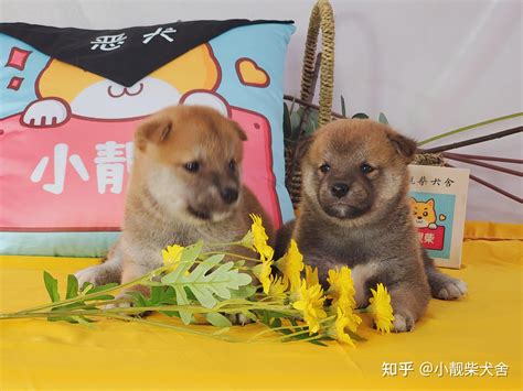 未成年母狗|11个月未成年的母柴犬和公柴犬生出来的崽崽是健康的吗？